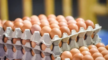 سعر البيض في بورصة الدواجن اليوم كرتونة الأبيض تستقر عند 100 جنيه 1